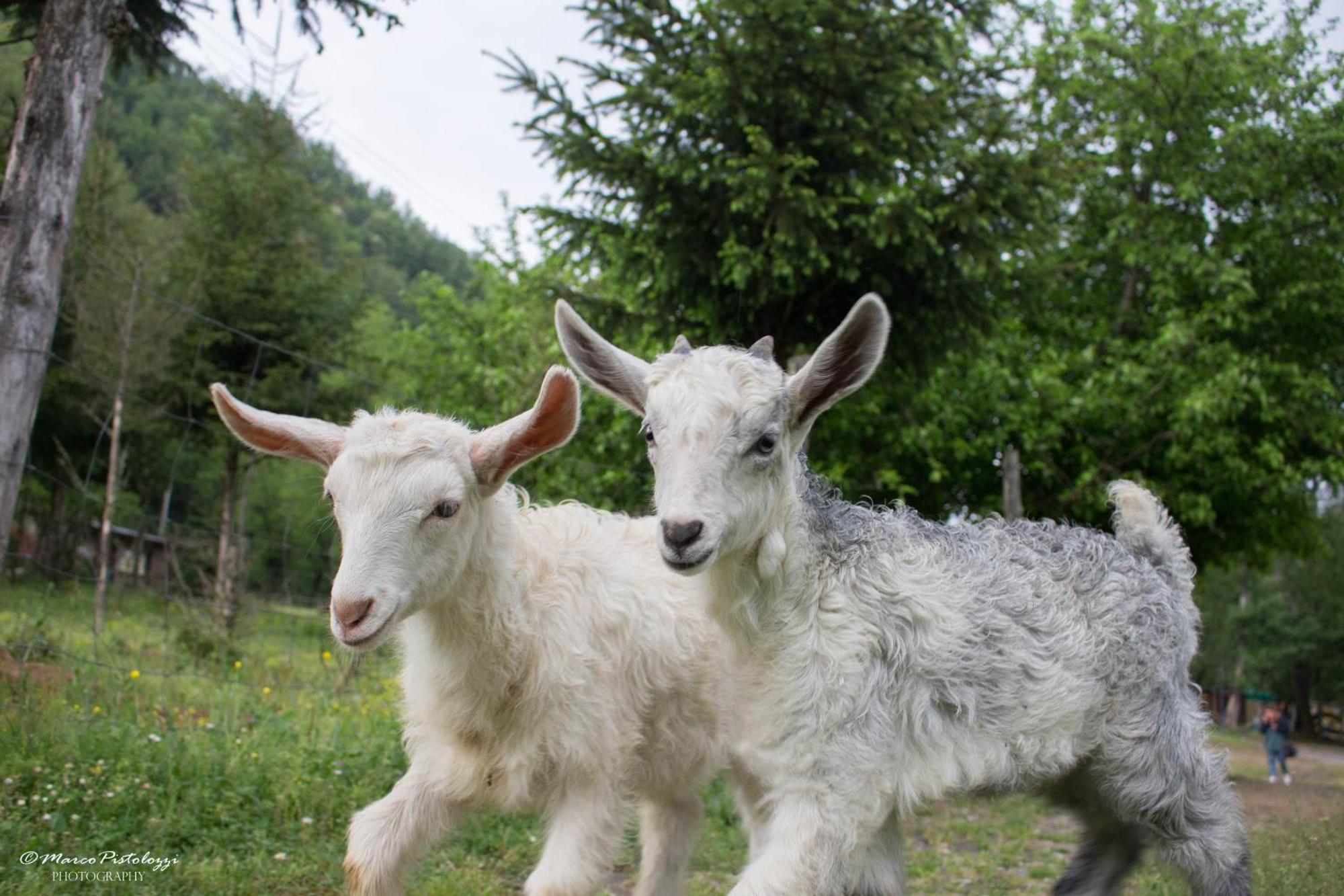 Agriturismo Pian Di Fiume Bagni di Lucca Exteriör bild